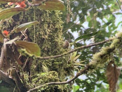 Troglodytes solstitialis