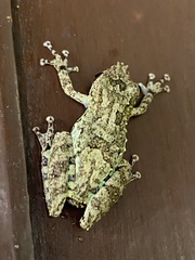 Scinax argyreornatus