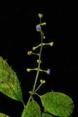 Palicourea caerulea