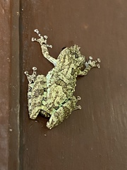 Scinax argyreornatus