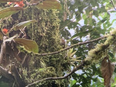 Troglodytes solstitialis