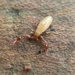 Neobisiidae