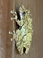 Scinax argyreornatus
