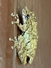 Scinax argyreornatus