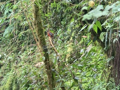 Trogon personatus
