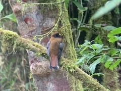 Trogon personatus