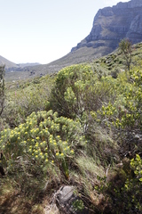 Hymenolepis crithmifolia