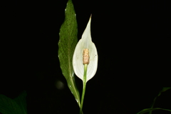 Spathiphyllum