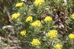 Hymenolepis crithmifolia