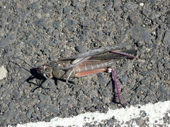 Anacridium melanorhodon