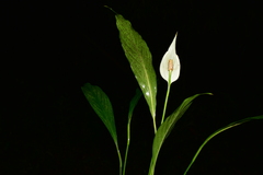 Spathiphyllum