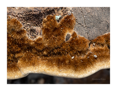 Coriolopsis gallica