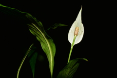 Spathiphyllum