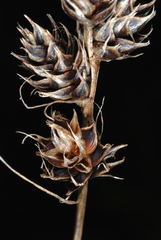 Carex gravida