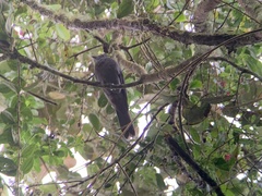 Lipaugus fuscocinereus