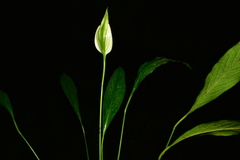 Spathiphyllum