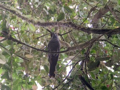 Lipaugus fuscocinereus