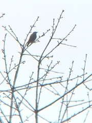 Turdus pilaris