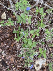 Salvia ballotiflora