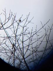 Turdus pilaris
