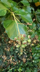 Hedera canariensis