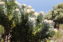 Leucospermum conocarpodendron conocarpodendron