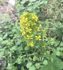 Sisymbrium strictissimum