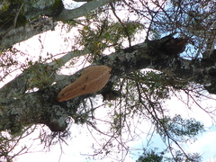 Synoeca septentrionalis