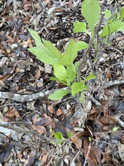 Verbesina virginica