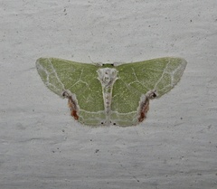 Protuliocnemis castalaria