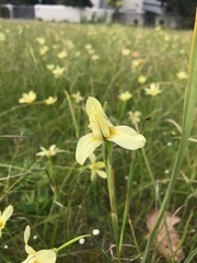 Moraea collina
