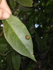 Simpulopsis