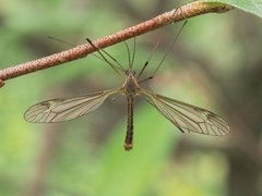 Yamatotipula