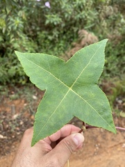 Hydrocotyle quinqueloba