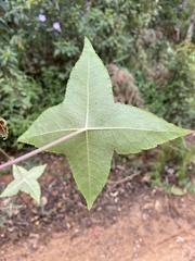 Hydrocotyle quinqueloba