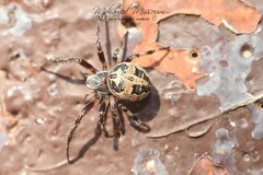 Larinioides cornutus