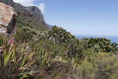 Leucospermum conocarpodendron conocarpodendron