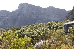 Leucospermum conocarpodendron conocarpodendron