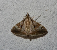 Agrioglypta itysalis