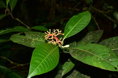 Palicourea