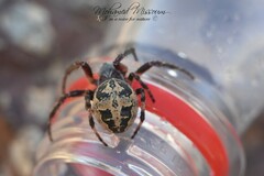 Larinioides cornutus