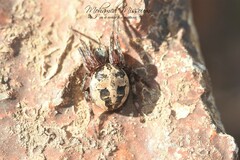 Larinioides cornutus