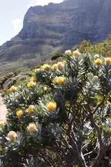 Leucospermum conocarpodendron conocarpodendron