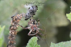 Larinioides cornutus