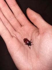 Megischyrus brasiliensis