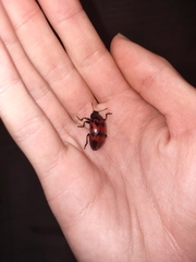 Megischyrus brasiliensis