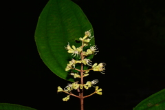 Miconia