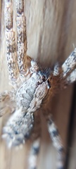 Acanthoctenus