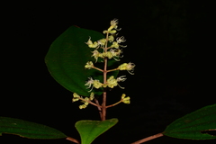 Miconia