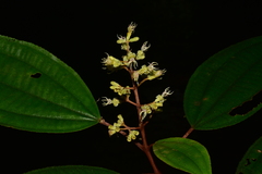 Miconia